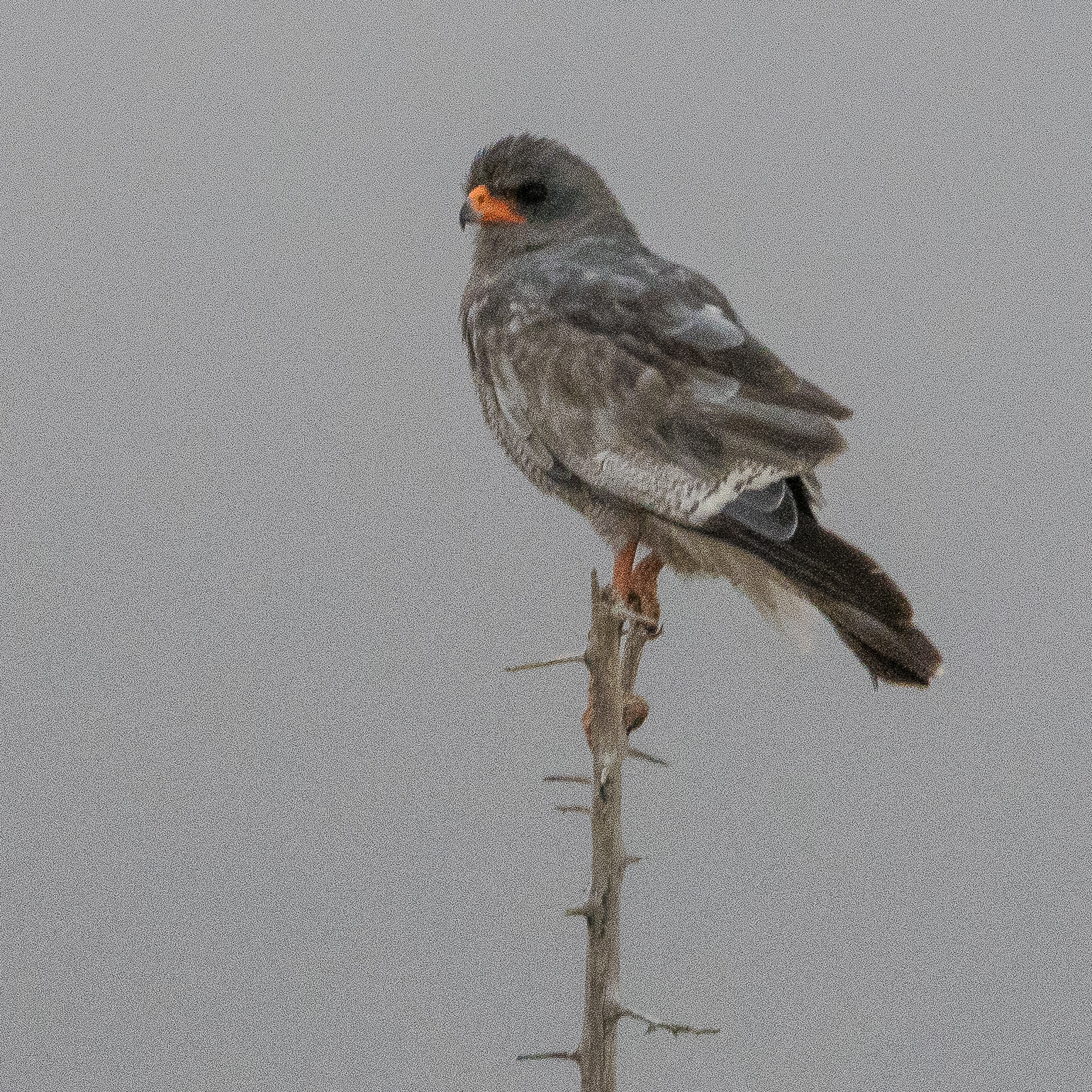 Autour sombre (Dark Chanting Goshawk, Melierax metabates), Namutoni, Parc National d'Etosha, Namibie